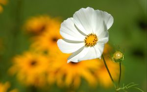 Preview wallpaper flower, petals, grass, motion blur