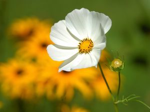 Preview wallpaper flower, petals, grass, motion blur