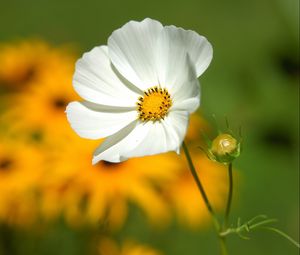 Preview wallpaper flower, petals, grass, motion blur