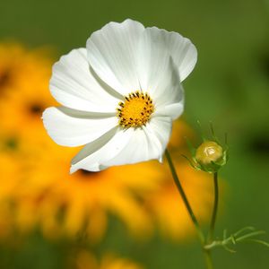 Preview wallpaper flower, petals, grass, motion blur