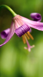 Preview wallpaper flower, petals, grass, light