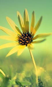 Preview wallpaper flower, petals, grass, blurring