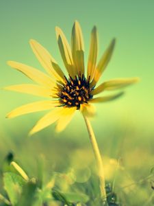 Preview wallpaper flower, petals, grass, blurring