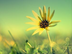 Preview wallpaper flower, petals, grass, blurring