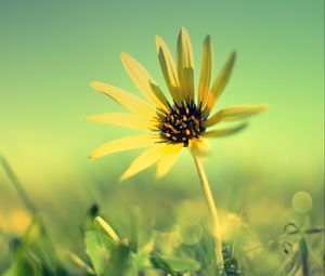 Preview wallpaper flower, petals, grass, blurring