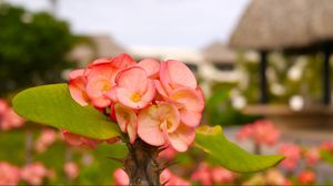 Preview wallpaper flower, petals, grass, plant