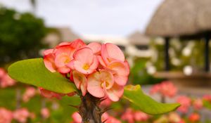 Preview wallpaper flower, petals, grass, plant