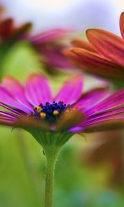 Preview wallpaper flower, petals, grass, blur, plant, colors