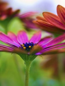 Preview wallpaper flower, petals, grass, blur, plant, colors