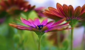 Preview wallpaper flower, petals, grass, blur, plant, colors