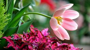 Preview wallpaper flower, petals, grass, leaves