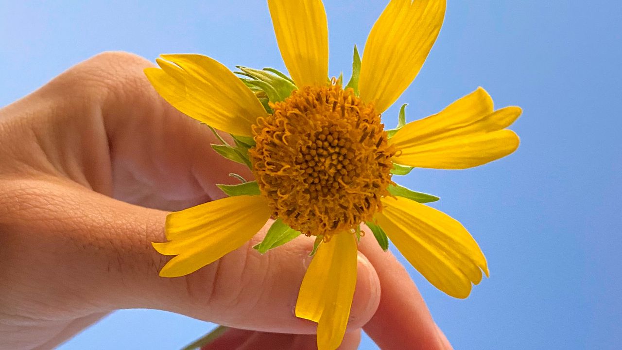 Wallpaper flower, petals, hand, sky
