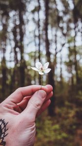 Preview wallpaper flower, petals, hand