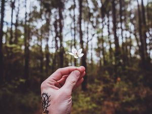 Preview wallpaper flower, petals, hand