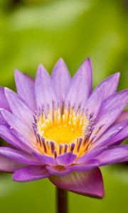 Preview wallpaper flower, petals, herbs, close-up