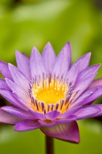 Preview wallpaper flower, petals, herbs, close-up