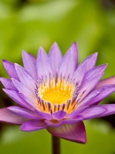 Preview wallpaper flower, petals, herbs, close-up