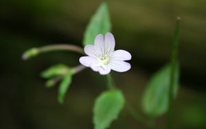 Preview wallpaper flower, petals, herbs, close-up