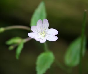 Preview wallpaper flower, petals, herbs, close-up