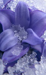 Preview wallpaper flower, petals, ice, snow