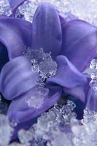 Preview wallpaper flower, petals, ice, snow