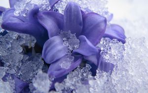 Preview wallpaper flower, petals, ice, snow