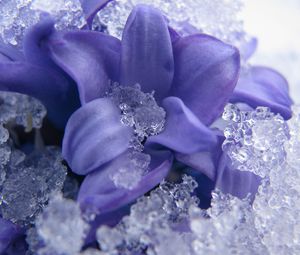 Preview wallpaper flower, petals, ice, snow