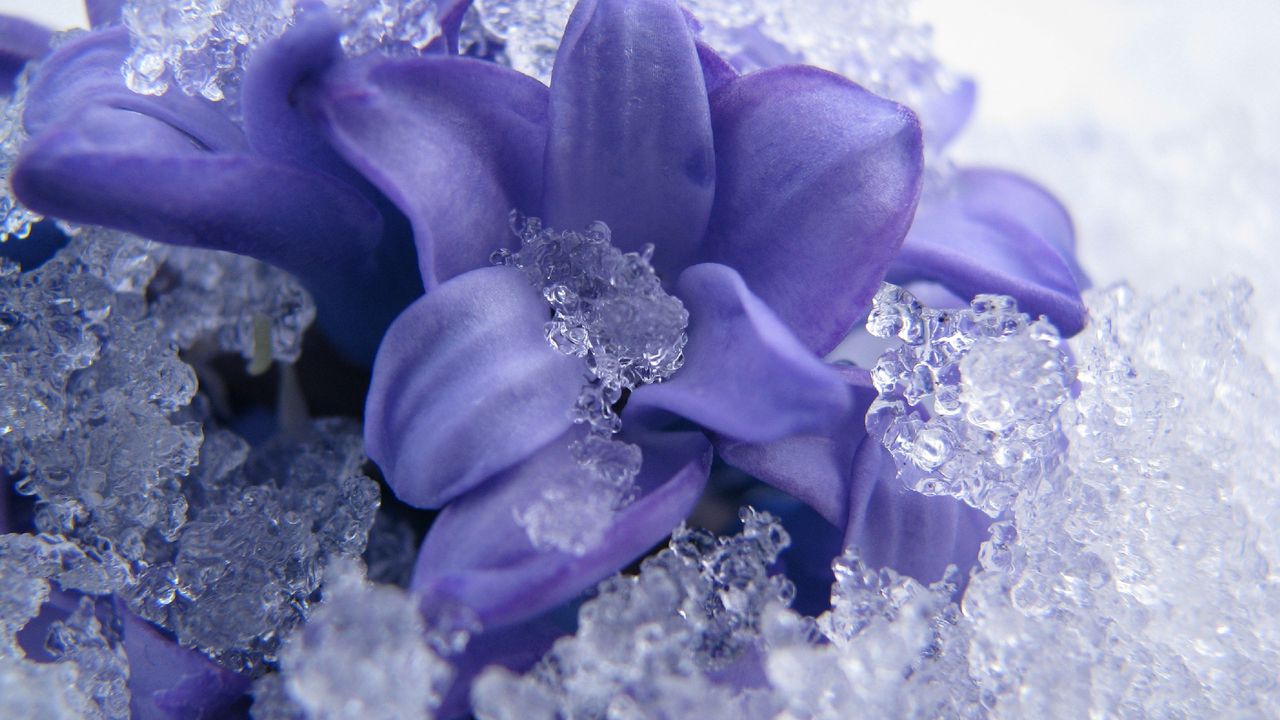 A Crown of Petals and Ice by Shannon Mayer