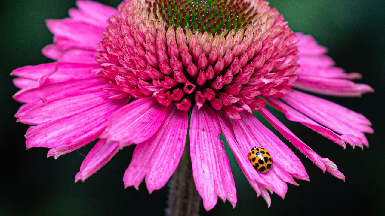 Wallpaper flower, petals, insect, macro