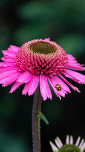 Preview wallpaper flower, petals, insect, macro