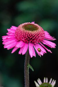 Preview wallpaper flower, petals, insect, macro