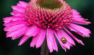 Preview wallpaper flower, petals, insect, macro