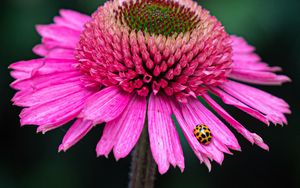 Preview wallpaper flower, petals, insect, macro