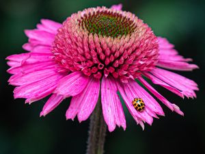 Preview wallpaper flower, petals, insect, macro