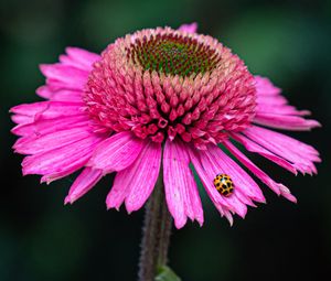 Preview wallpaper flower, petals, insect, macro