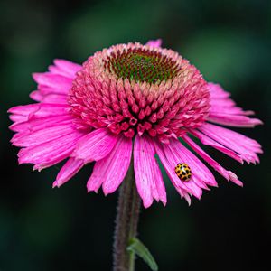 Preview wallpaper flower, petals, insect, macro