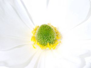 Preview wallpaper flower, petals, inside, light, tender
