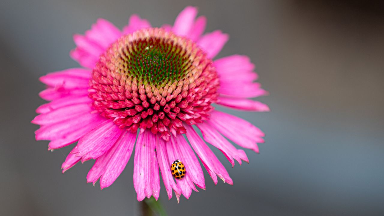 Wallpaper flower, petals, ladybug, macro, pink