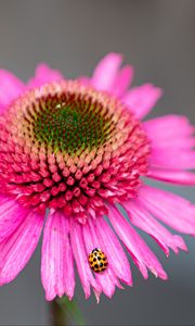 Preview wallpaper flower, petals, ladybug, macro, pink