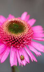 Preview wallpaper flower, petals, ladybug, macro, pink