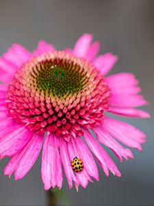 Preview wallpaper flower, petals, ladybug, macro, pink