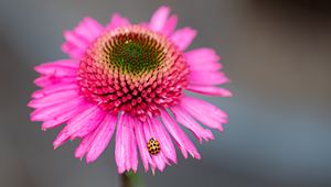 Preview wallpaper flower, petals, ladybug, macro, pink