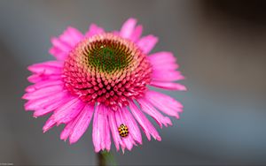 Preview wallpaper flower, petals, ladybug, macro, pink
