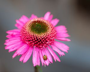 Preview wallpaper flower, petals, ladybug, macro, pink