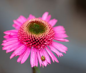 Preview wallpaper flower, petals, ladybug, macro, pink