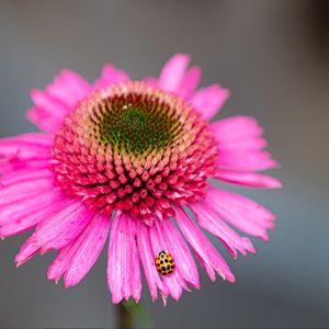 Preview wallpaper flower, petals, ladybug, macro, pink