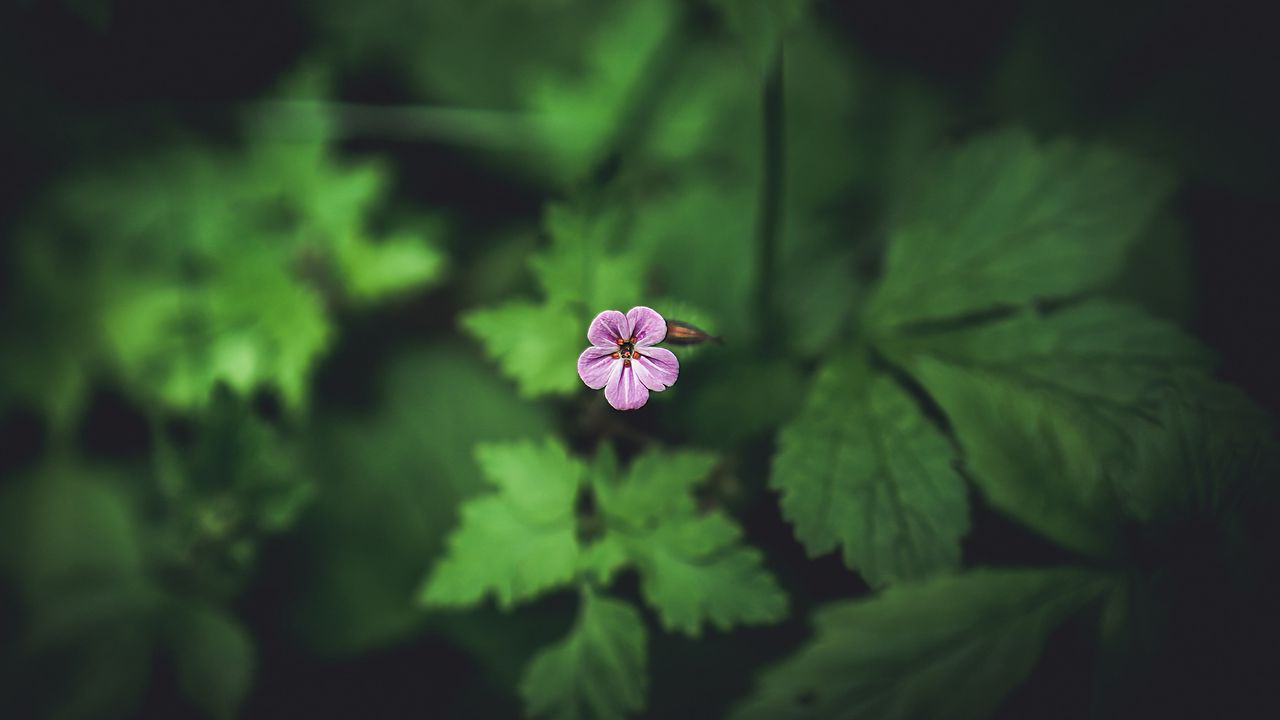 Wallpaper flower, petals, leaves, blur