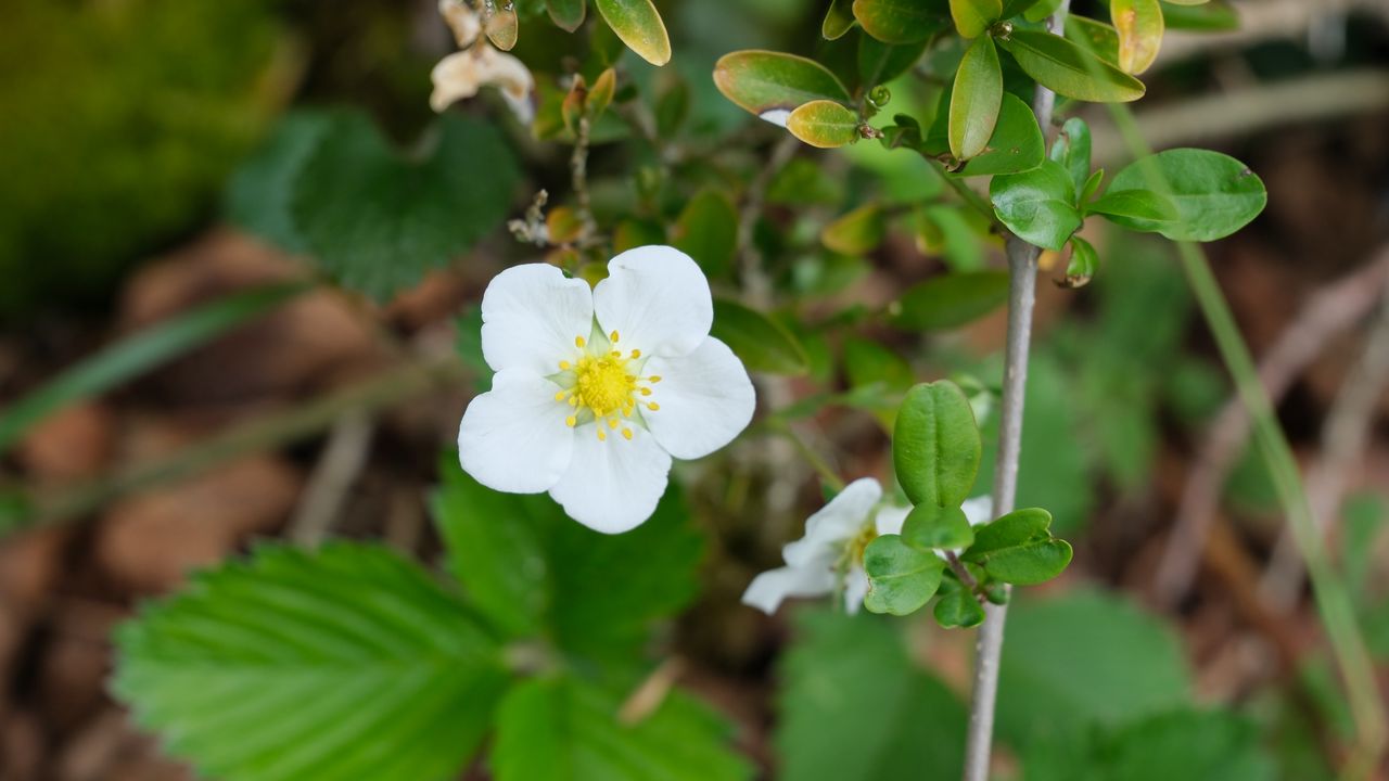 Wallpaper flower, petals, leaves, branches, nature