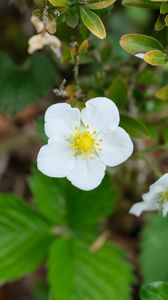 Preview wallpaper flower, petals, leaves, branches, nature
