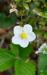 Preview wallpaper flower, petals, leaves, branches, nature